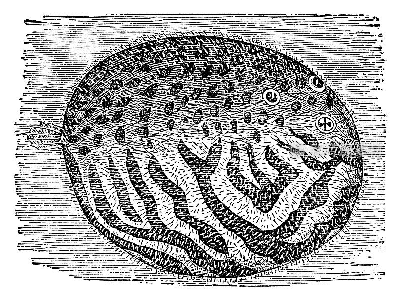 白斑河豚(Arothron Hispidus) - 19世纪